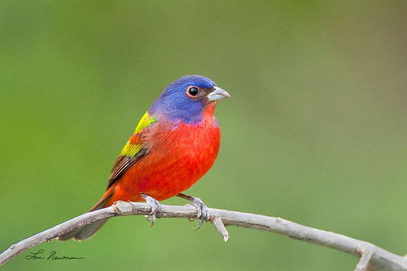 "Pretty Boy" Painted Bunting