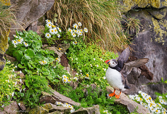 Magic Cliffs - Atlantic Puffin - Iceland