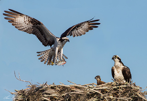 "What? Fish Again?" Osprey, Florida
