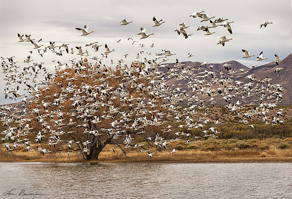 Adrenaline Rush - Snow Geese - New Mexico