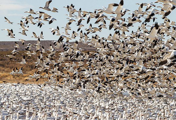 "Blastoff" Snow Goose, New Mexico