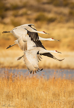 "Hanging Together" Sandhill Crane, New Mexico