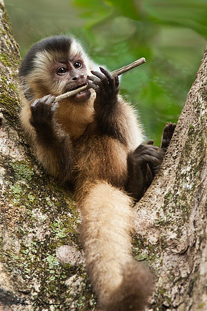 "Flute Player" Brown Capuchin