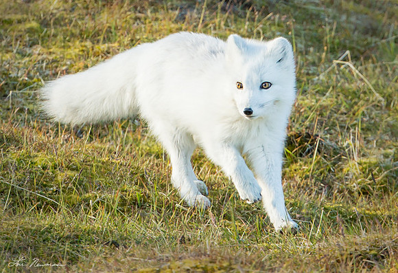 "On The Hunt" Arctic Fox, Svalbard Norwegian Arctic