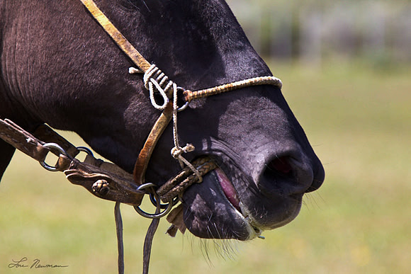 "Bridle" Chile