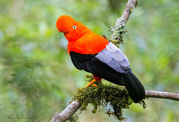“Enticing A Mate” –  Andean Cock-of-the-rock, Peru