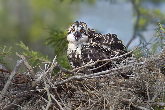 Osprey chic
