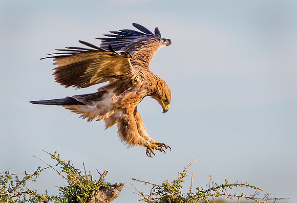 "Lookout Below" Tawny Eagle, Tanzania Africa