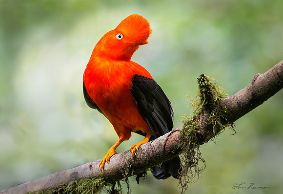 “Fetching Look” –  Andean Cock-of-the-rock, Peru