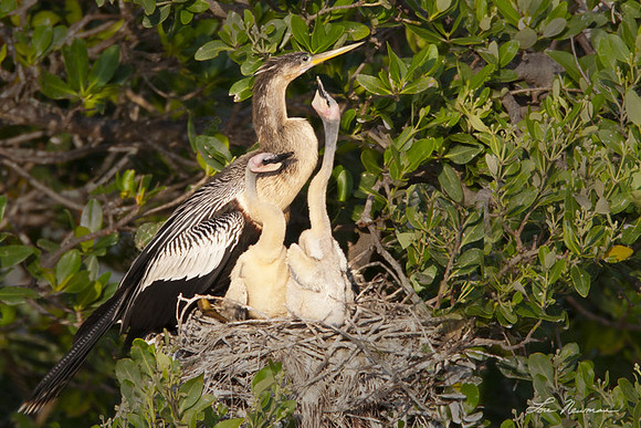 Anhingas