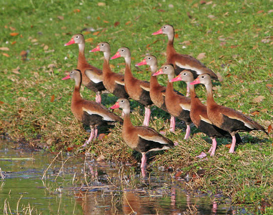 Black-bellied Whistling Ducks