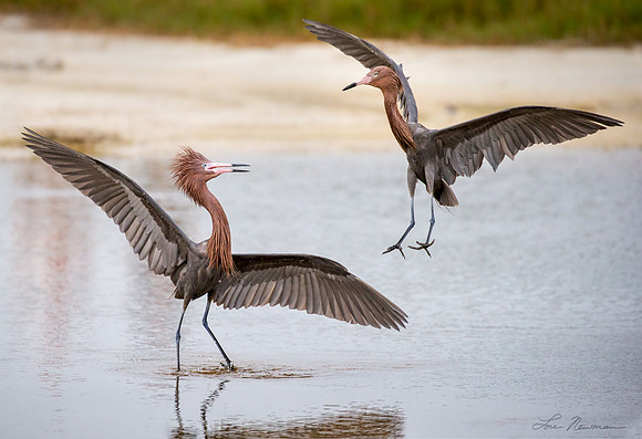 Ahhh Courtship_Reddish Egrets
