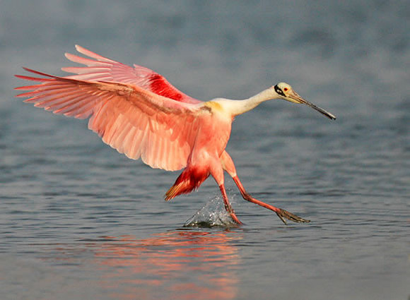 "Soft Landing" Roseate Spoonbill